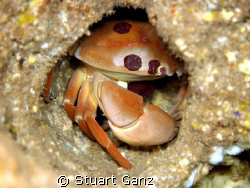 7-11 Crab. Photograph taken with Canon 20D W/60mm macro l... by Stuart Ganz 
